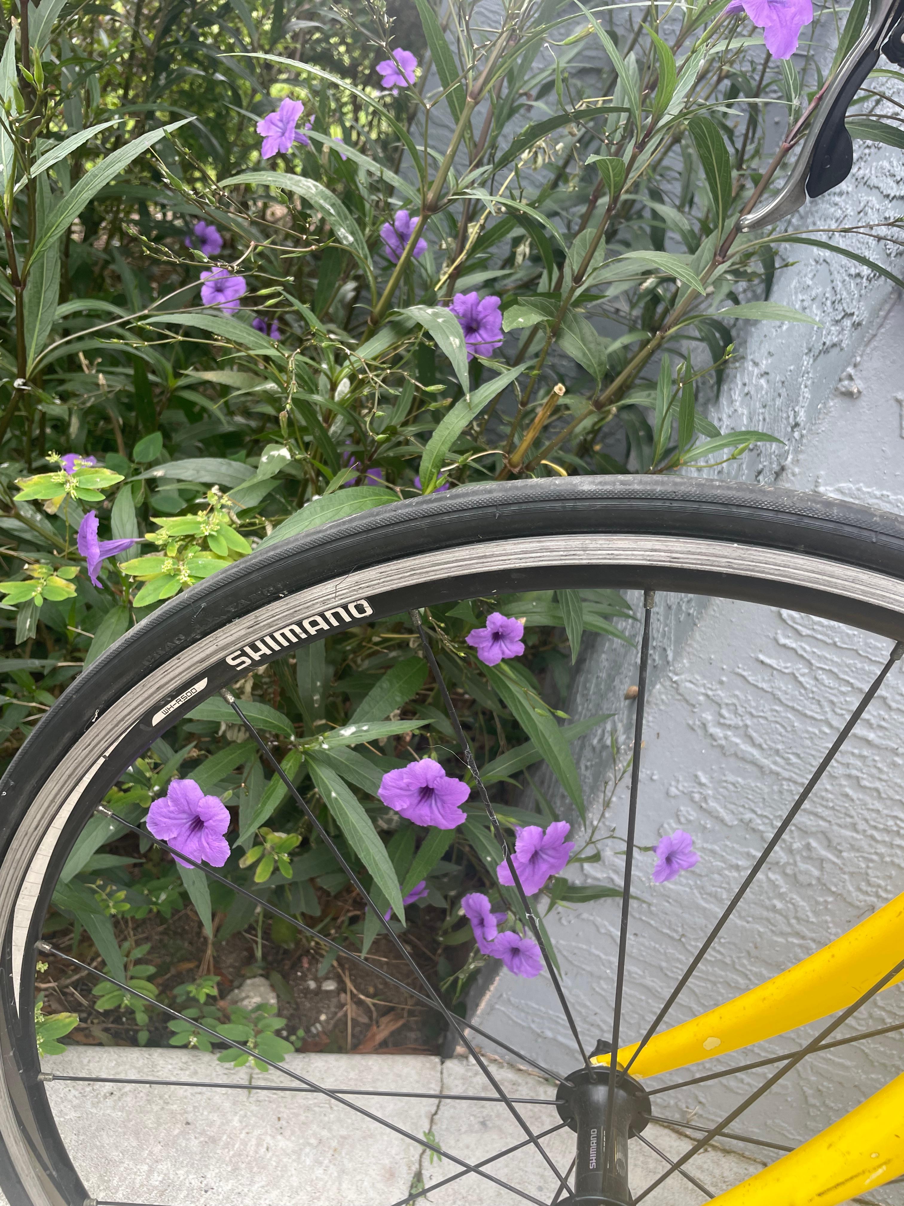 bike-pictures